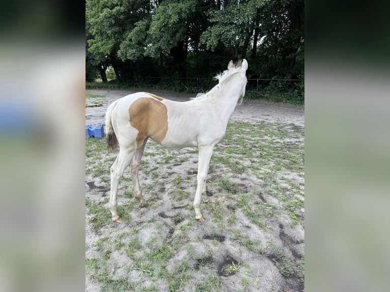 Paint Horse Merrie veulen (05/2024) 155 cm Champagne in Ottersberg