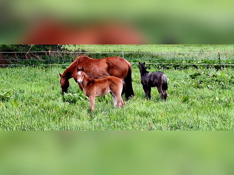 Paint Horse Merrie  155 cm Donkerbruin in Werneuche
