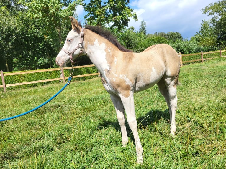 Paint Horse Merrie veulen (06/2024) 155 cm Overo-alle-kleuren in Kalken