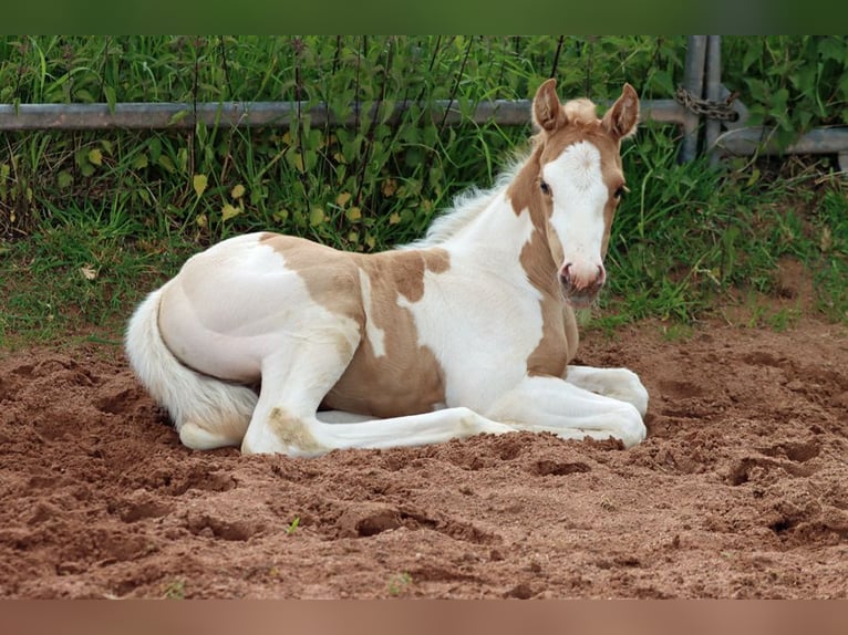 Paint Horse Merrie Veulen (05/2025) 155 cm Tobiano-alle-kleuren in Hellenthal