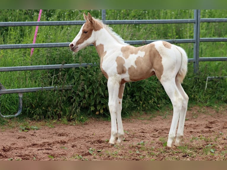 Paint Horse Merrie Veulen (05/2025) 155 cm Tobiano-alle-kleuren in Hellenthal