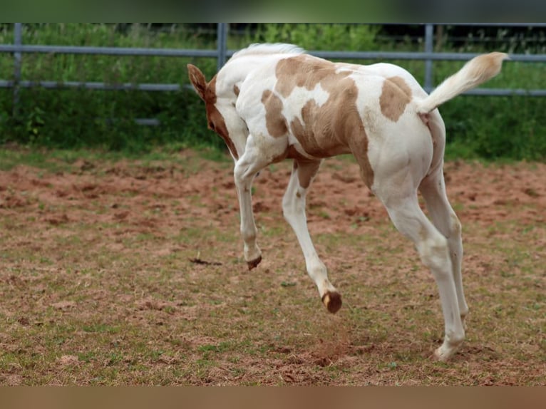 Paint Horse Merrie Veulen (05/2025) 155 cm Tobiano-alle-kleuren in Hellenthal