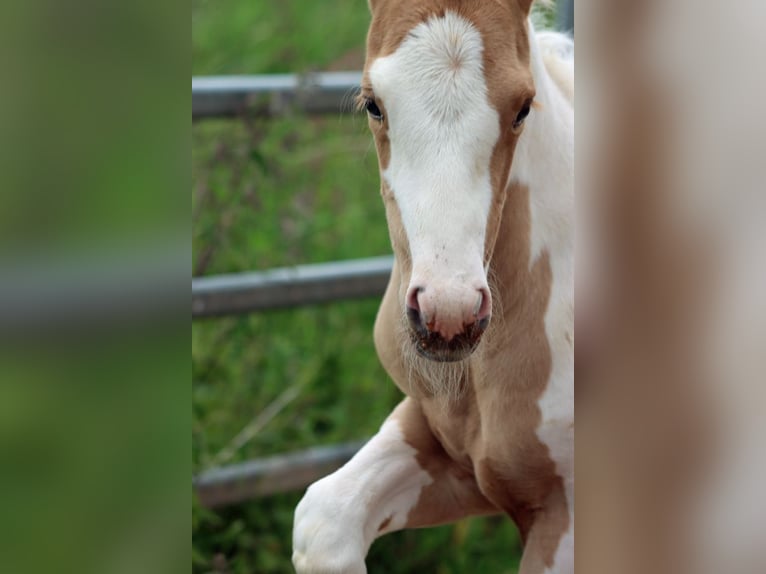 Paint Horse Merrie Veulen (05/2025) 155 cm Tobiano-alle-kleuren in Hellenthal