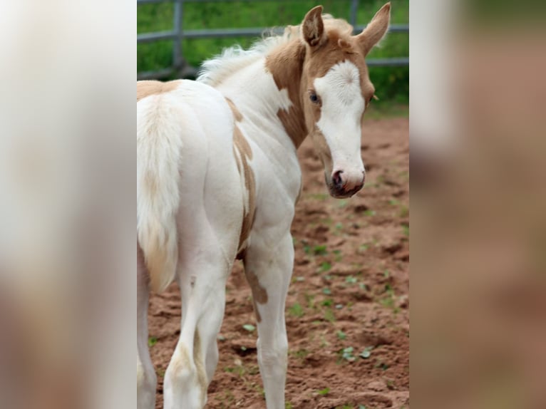 Paint Horse Merrie Veulen (05/2025) 155 cm Tobiano-alle-kleuren in Hellenthal