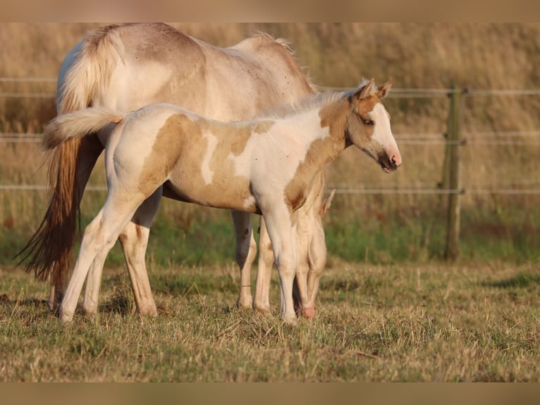 Paint Horse Merrie Veulen (05/2025) 155 cm Tobiano-alle-kleuren in Hellenthal