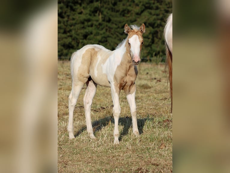 Paint Horse Merrie Veulen (05/2025) 155 cm Tobiano-alle-kleuren in Hellenthal