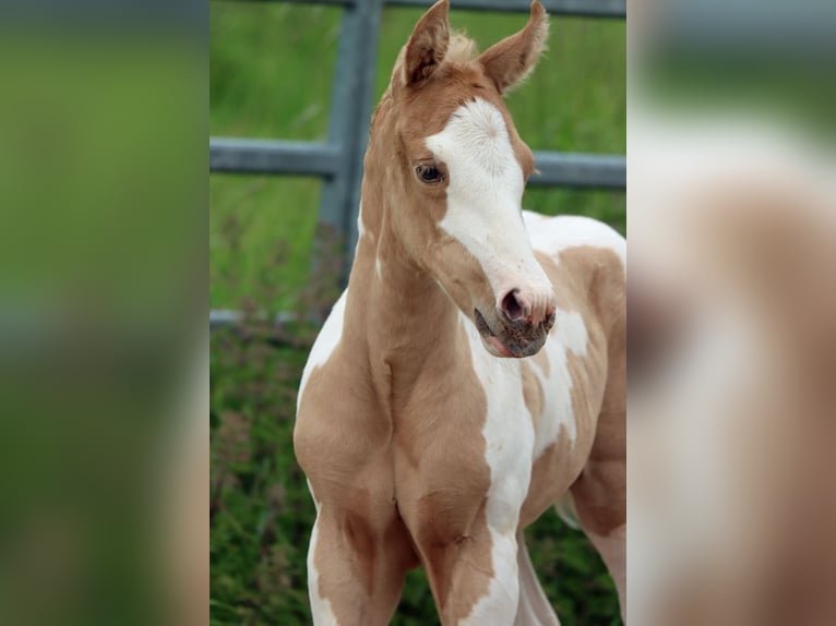 Paint Horse Merrie Veulen (05/2025) 155 cm Tobiano-alle-kleuren in Hellenthal