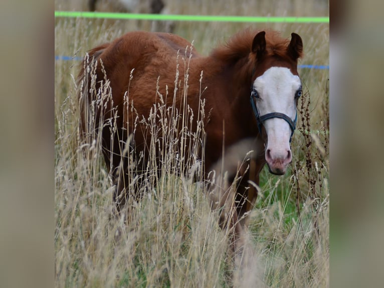 Paint Horse Merrie Veulen (02/2025) 155 cm Vos in Obertaufkirchen