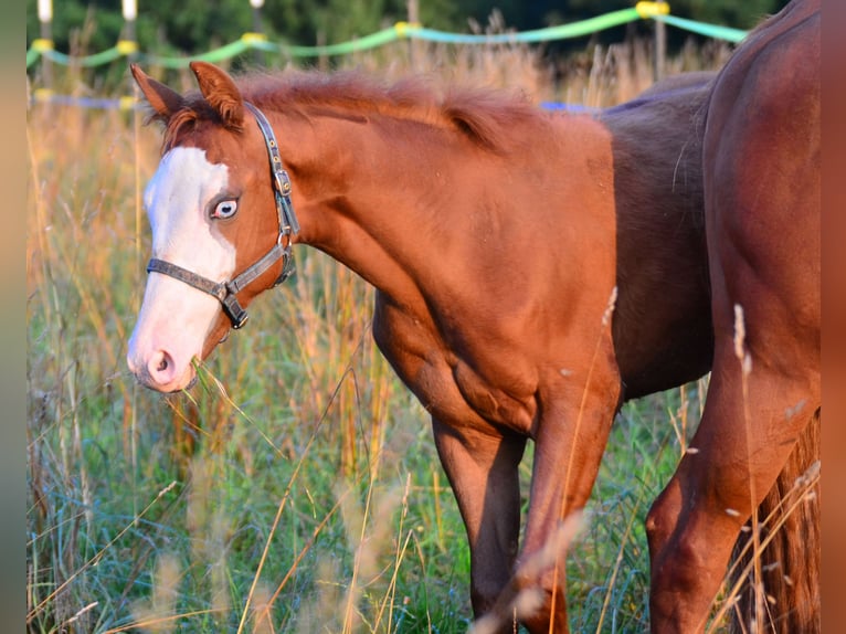 Paint Horse Merrie Veulen (02/2025) 155 cm Vos in Obertaufkirchen