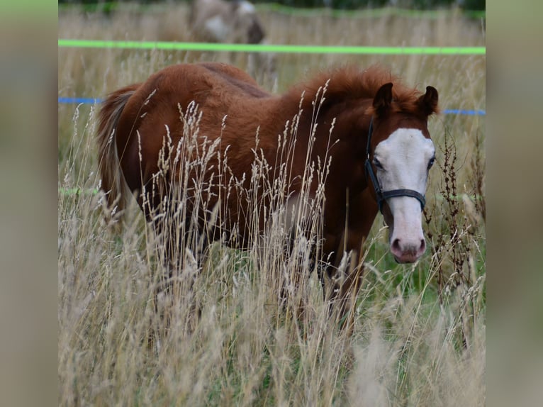 Paint Horse Merrie Veulen (02/2025) 155 cm Vos in Obertaufkirchen