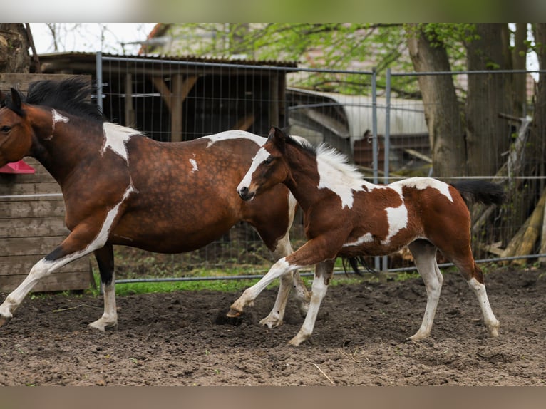 Paint Horse Mix Merrie veulen (01/2024) 156 cm Gevlekt-paard in Dargen