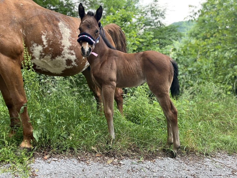 Paint Horse Merrie  Bruin in Grimacco