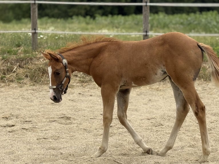 Paint Horse Merrie Veulen (05/2025) Overo-alle-kleuren in Thodure Paint Horse Merrie Veulen (05/2025) Overo-alle-kleuren in Thodure