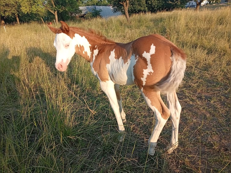 Paint Horse Merrie Veulen (05/2025) Overo-alle-kleuren in Petit-R&#xE9;derching