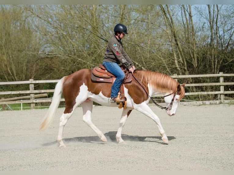 Paint Horse Ogier 10 lat 163 cm Overo wszelkich maści in Wilby