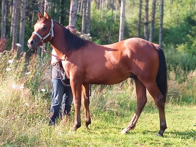 Paint Horse Ogier 1 Rok 150 cm Gniada in Losheim am See