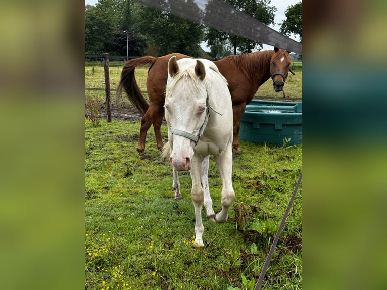 Paint Horse Ogier 1 Rok 150 cm Perlino in Woudenberg