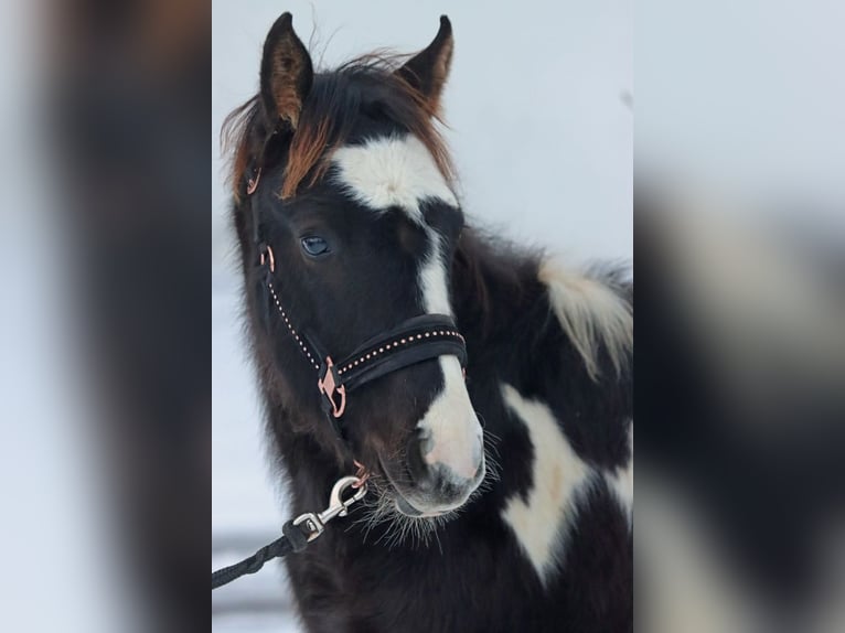 Paint Horse Ogier 1 Rok 150 cm Tobiano wszelkich maści in Hellenthal