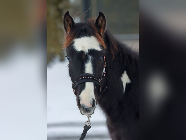 Paint Horse Ogier 1 Rok 150 cm Tobiano wszelkich maści in Hellenthal