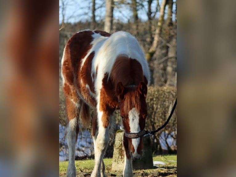 Paint Horse Ogier 1 Rok 150 cm Tobiano wszelkich maści in Hellenthal