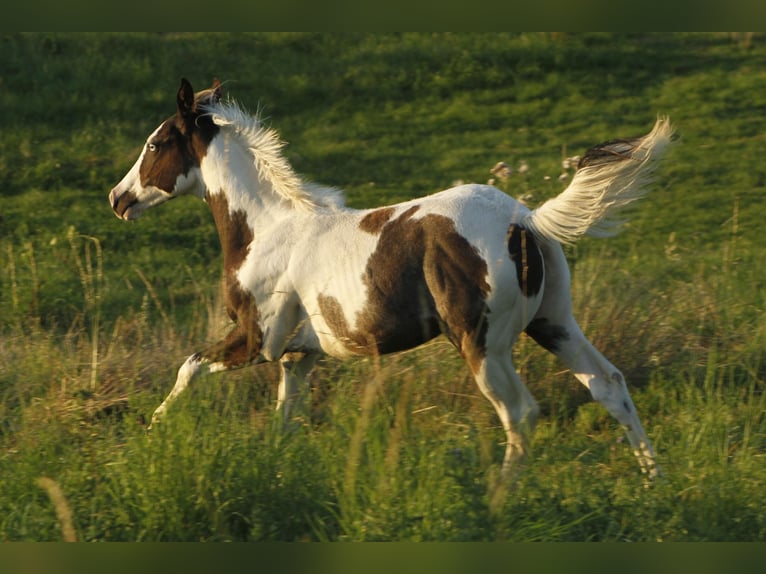 Paint Horse Ogier 1 Rok 151 cm Tovero wszelkich maści in Warburg