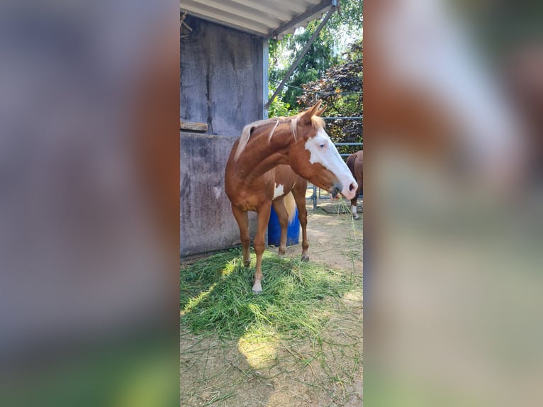 Paint Horse Ogier 1 Rok 152 cm Overo wszelkich maści in Kraichtal