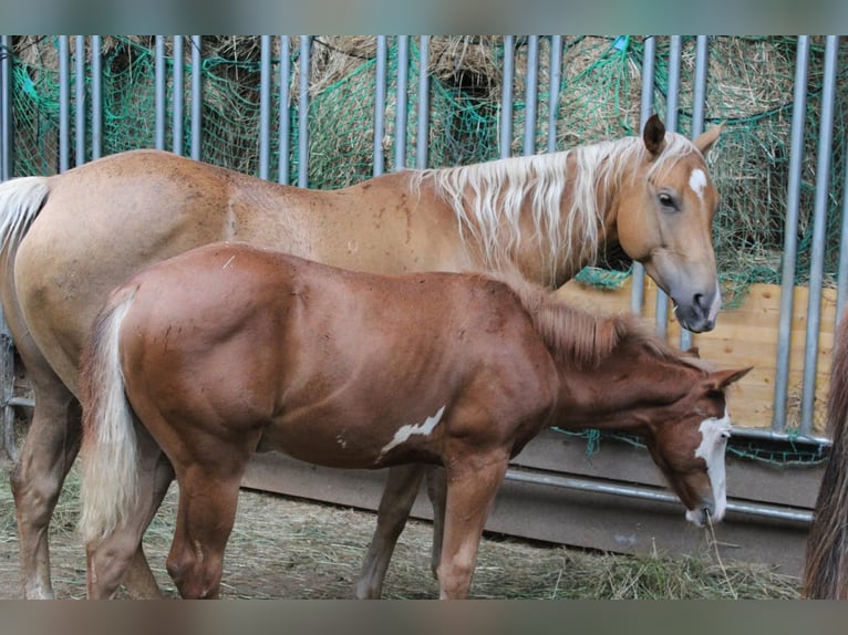 Paint Horse Ogier 1 Rok 152 cm Overo wszelkich maści in Kraichtal