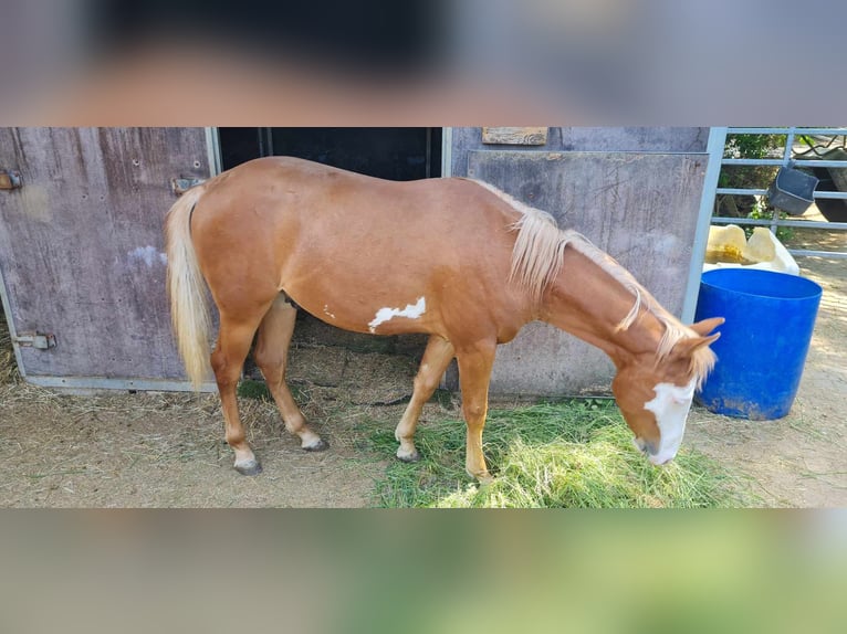 Paint Horse Ogier 1 Rok 152 cm Overo wszelkich maści in Kraichtal