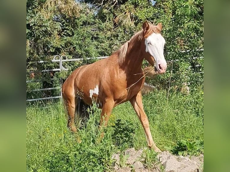 Paint Horse Ogier 1 Rok 152 cm Overo wszelkich maści in Kraichtal