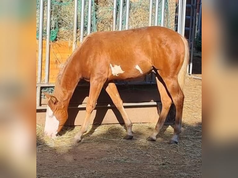 Paint Horse Ogier 1 Rok 152 cm Overo wszelkich maści in Kraichtal