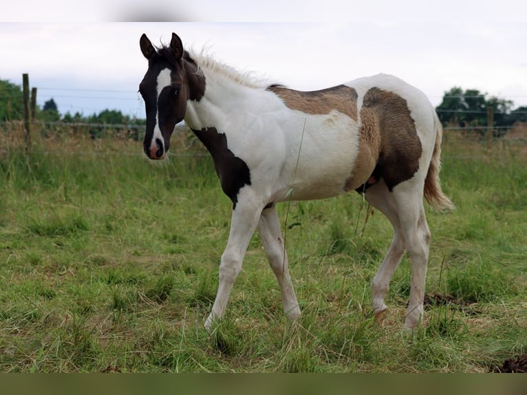 Paint Horse Ogier 1 Rok 153 cm Grullo in Hellenthal