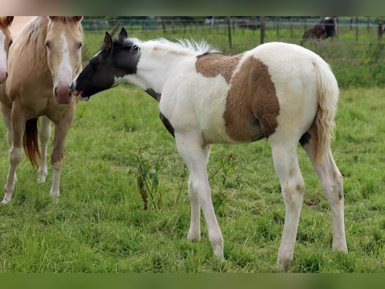 Paint Horse Ogier 1 Rok 153 cm Grullo in Hellenthal