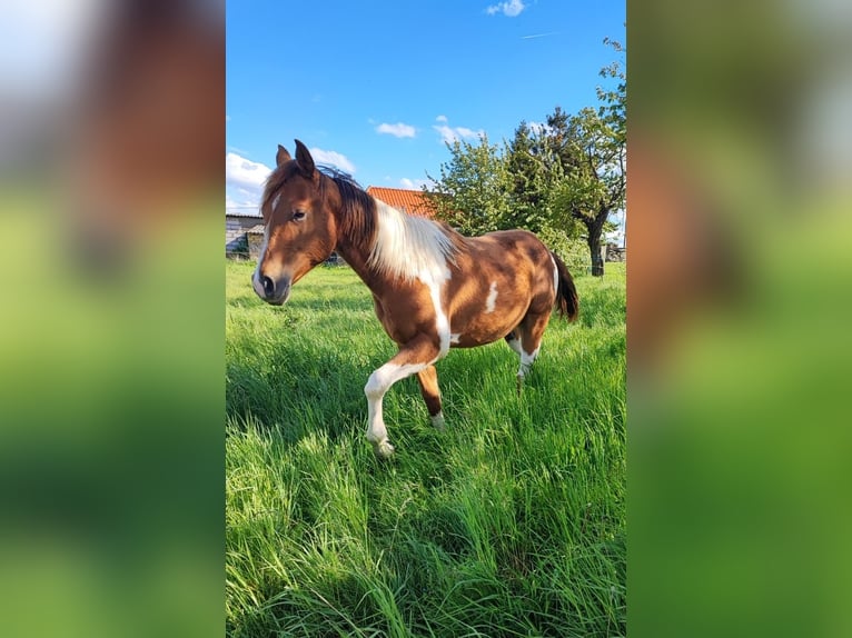 Paint Horse Ogier 1 Rok 154 cm Srokata in Mansfeld