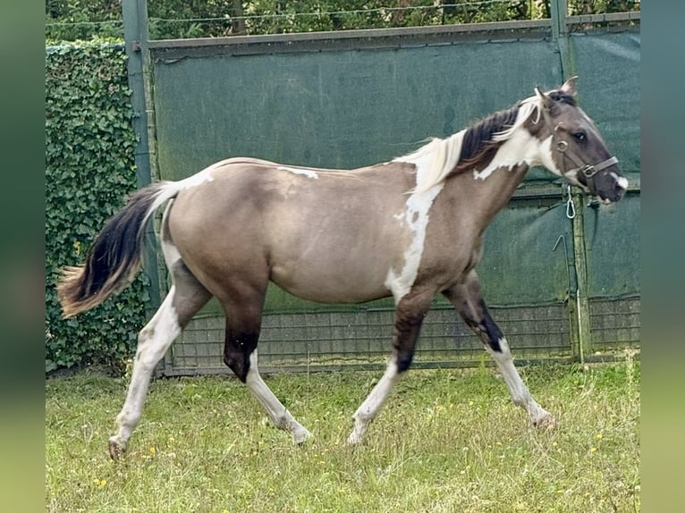 Paint Horse Ogier 1 Rok 155 cm Grullo in ZUTENDAAL