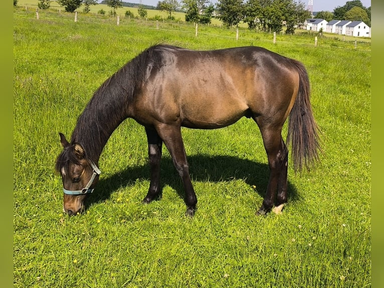 Paint Horse Ogier 1 Rok 155 cm Skarogniada in Bastogne