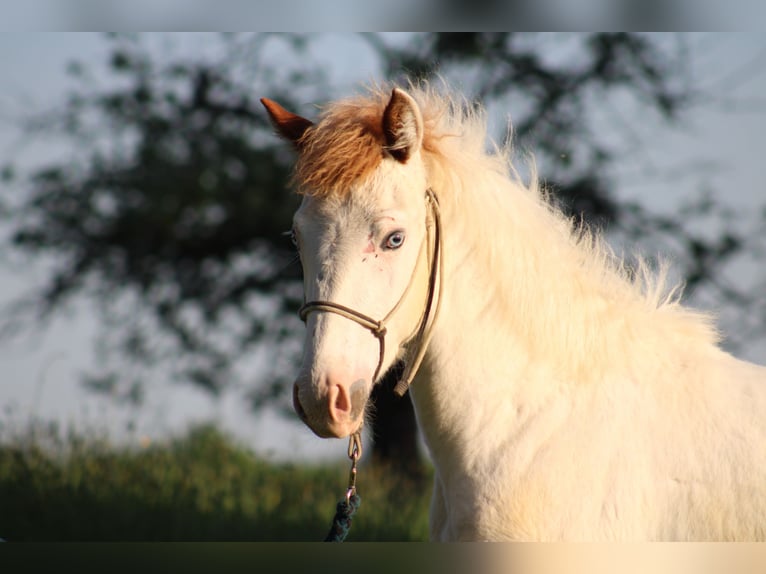 Paint Horse Mix Ogier 1 Rok 155 cm Tovero wszelkich maści in Globoko
