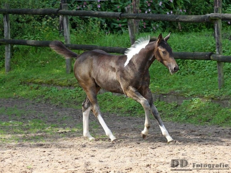 Paint Horse Ogier 1 Rok 158 cm Jelenia in Aldenhoven