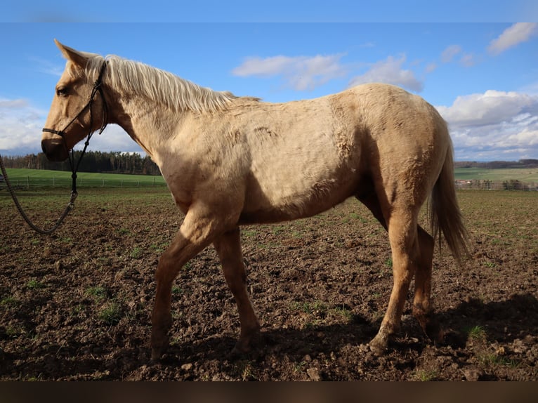 Paint Horse Ogier 1 Rok Izabelowata in Pilsen-south