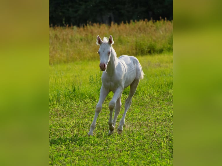 Paint Horse Ogier 1 Rok Srokata in Camburg