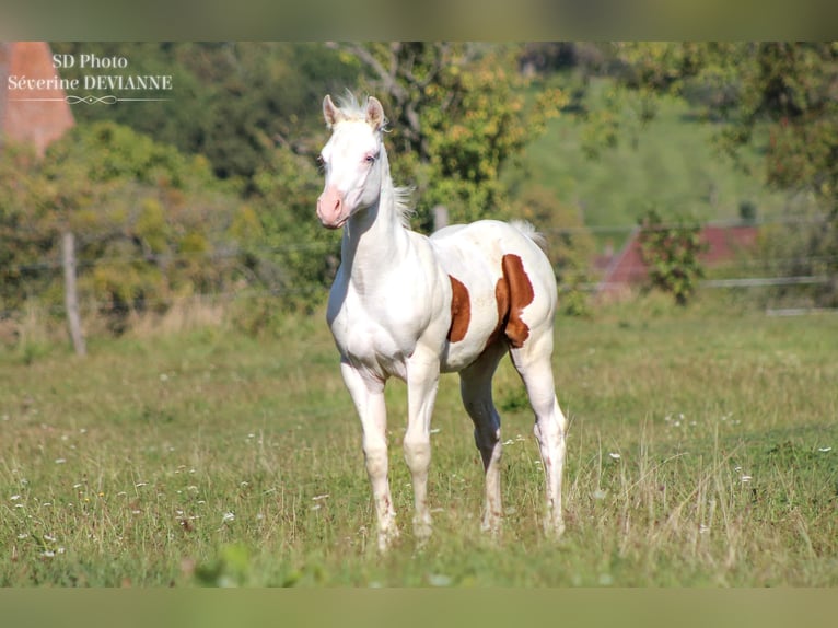 Paint Horse Ogier 1 Rok Srokata in Weiterswiller