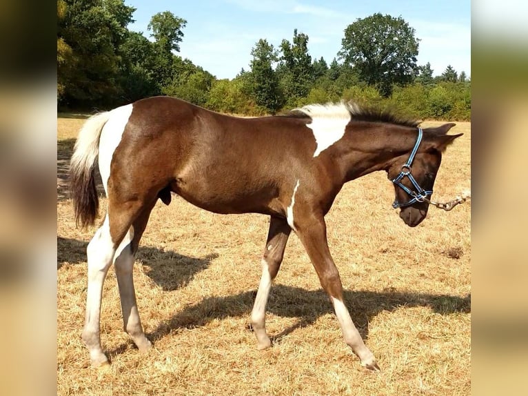 Paint Horse Ogier 2 lat 130 cm Tobiano wszelkich maści in Leutingewolde