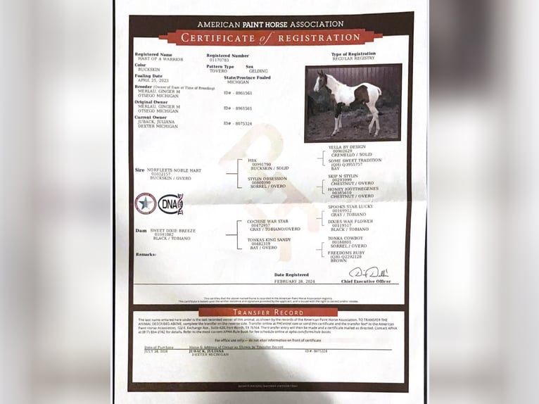 Paint Horse Ogier 2 lat 142 cm Jelenia in New Orleans