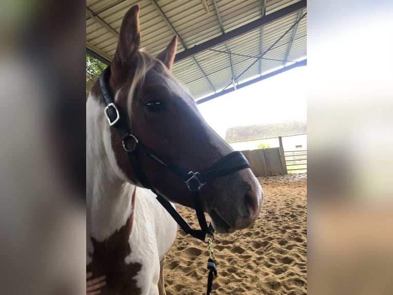 Paint Horse Ogier 2 lat 147 cm Srokata in Châteauroux