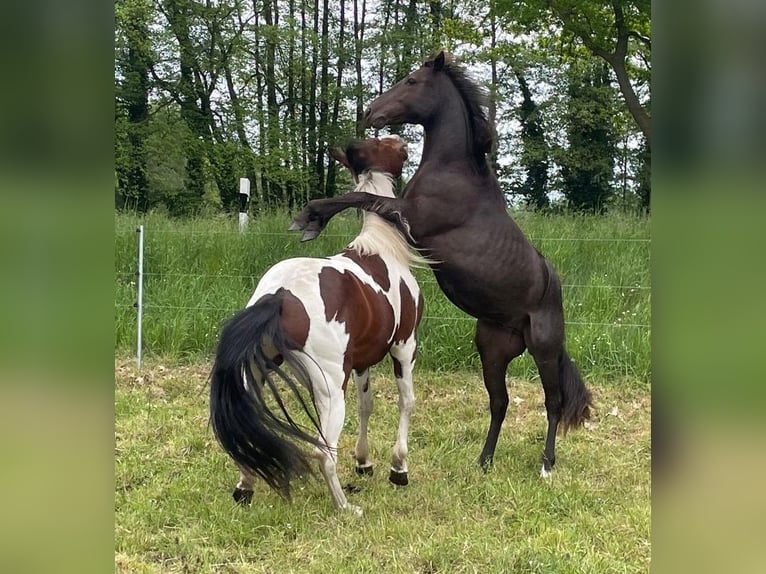 Paint Horse Ogier 2 lat 150 cm Karodereszowata in Neustadt Dosse