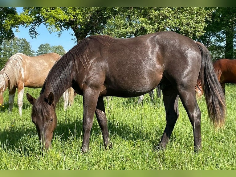 Paint Horse Ogier 2 lat 150 cm Karodereszowata in Neustadt Dosse