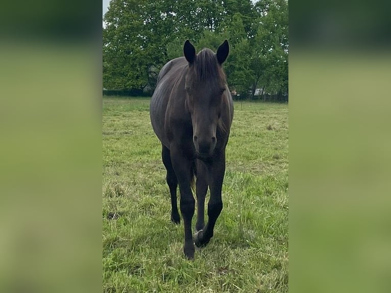 Paint Horse Ogier 2 lat 150 cm Karodereszowata in Neustadt Dosse