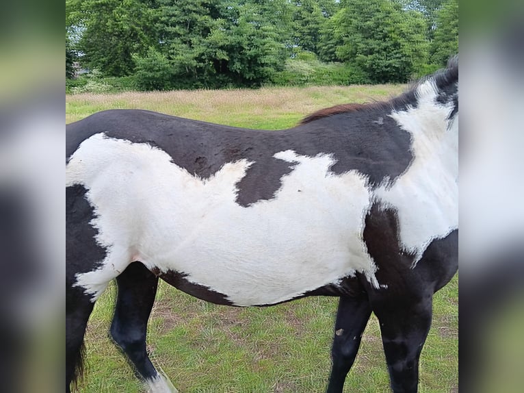 Paint Horse Ogier 2 lat 150 cm Overo wszelkich maści in Zele