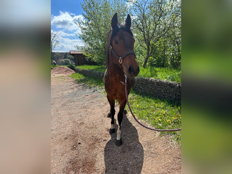 Paint Horse Ogier 2 lat 150 cm Tobiano wszelkich maści in Nohfelden