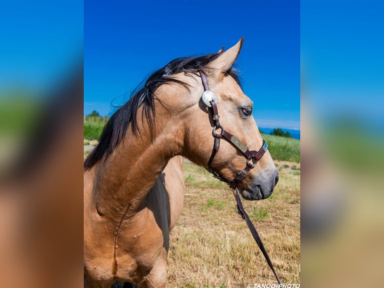 Paint Horse Ogier 2 lat 155 cm Overo wszelkich maści in SONNAY