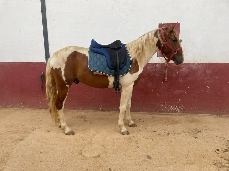 Paint Horse Mix Ogier 3 lat 142 cm Srokata in Quart de Poblet